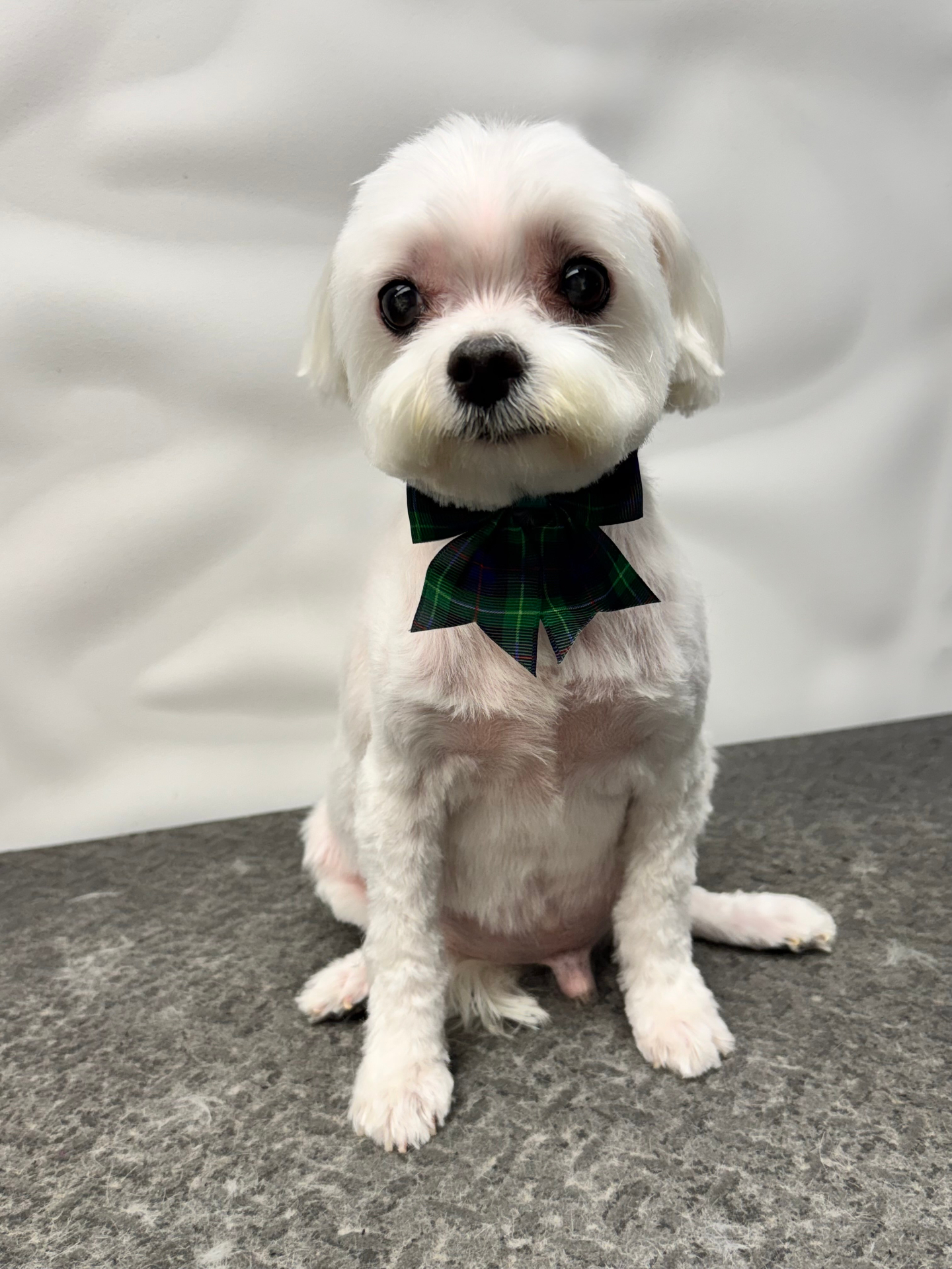Doodle dog after Special Shampoo Treatment โ Pawsionate Mobile Grooming Rockwall TX