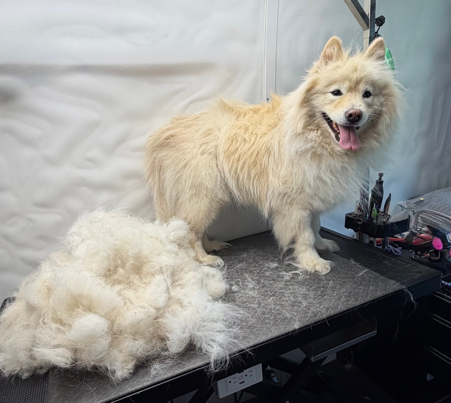 Goldendoodle dog after deshedding treatment โ Pawsionate Mobile Grooming Rockwall TX