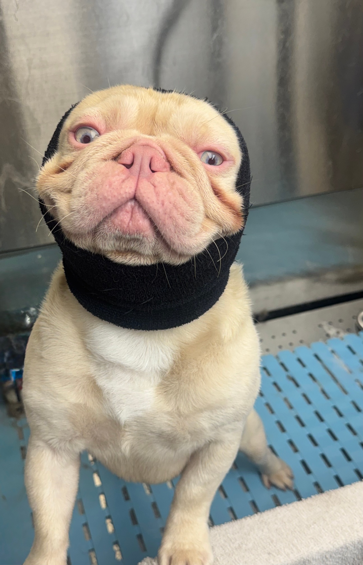 Cream French Bulldog after Basic Bath โ Short Hair โ Pawsionate Mobile Grooming Rockwall TX
