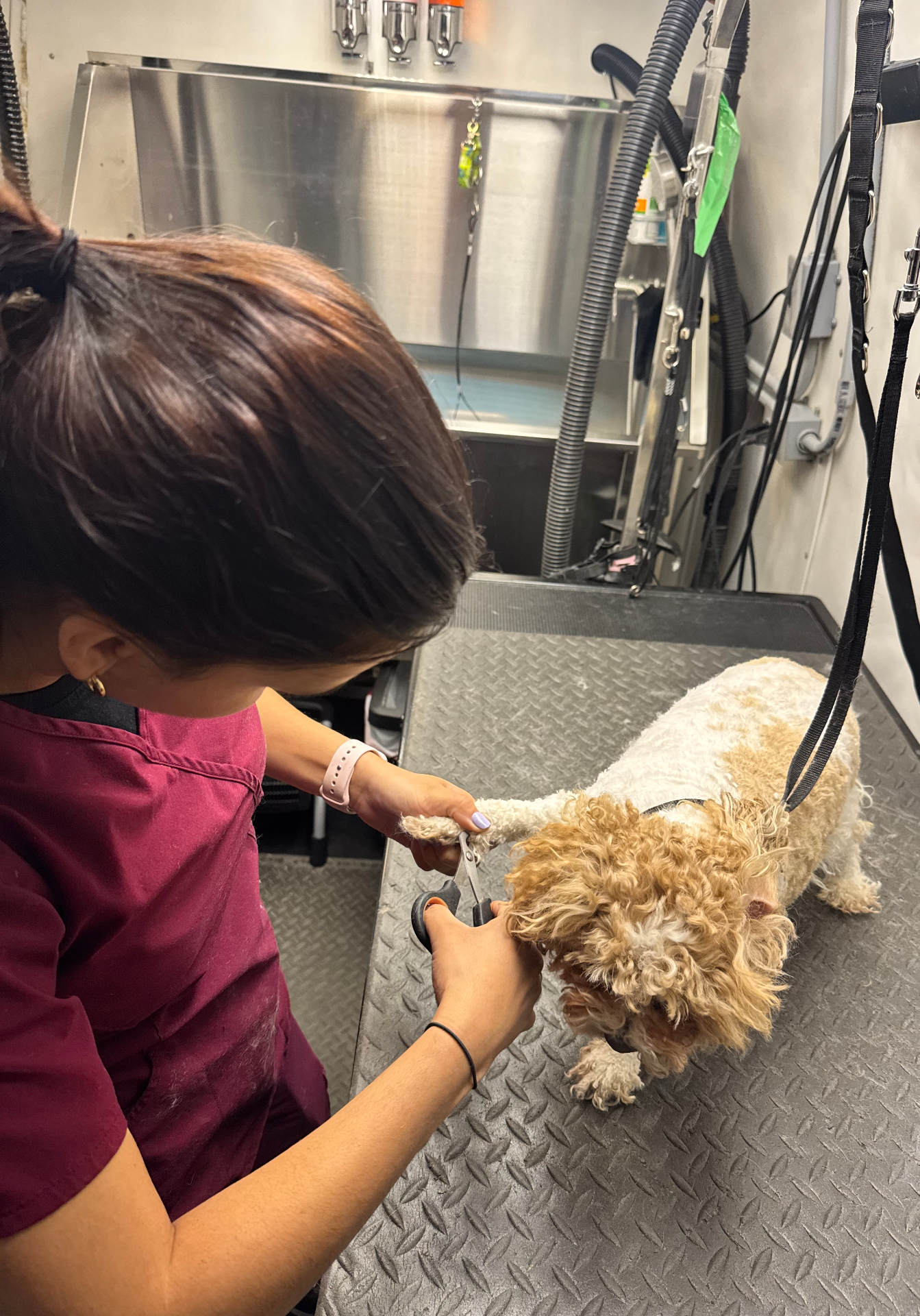 Groomer carefully trimming a Poodle's nails inside the Pawsionate mobile grooming van โ Rockwall TX